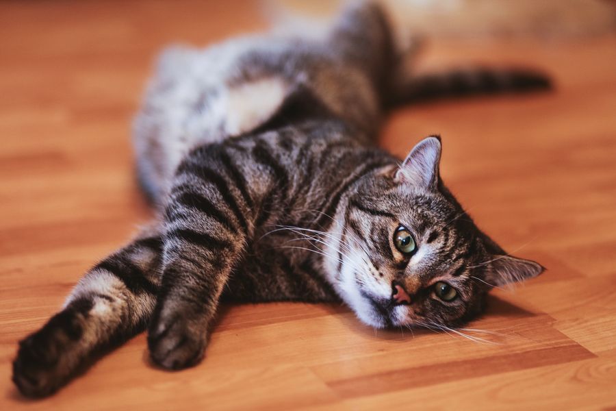 British Shorthair sølvkat